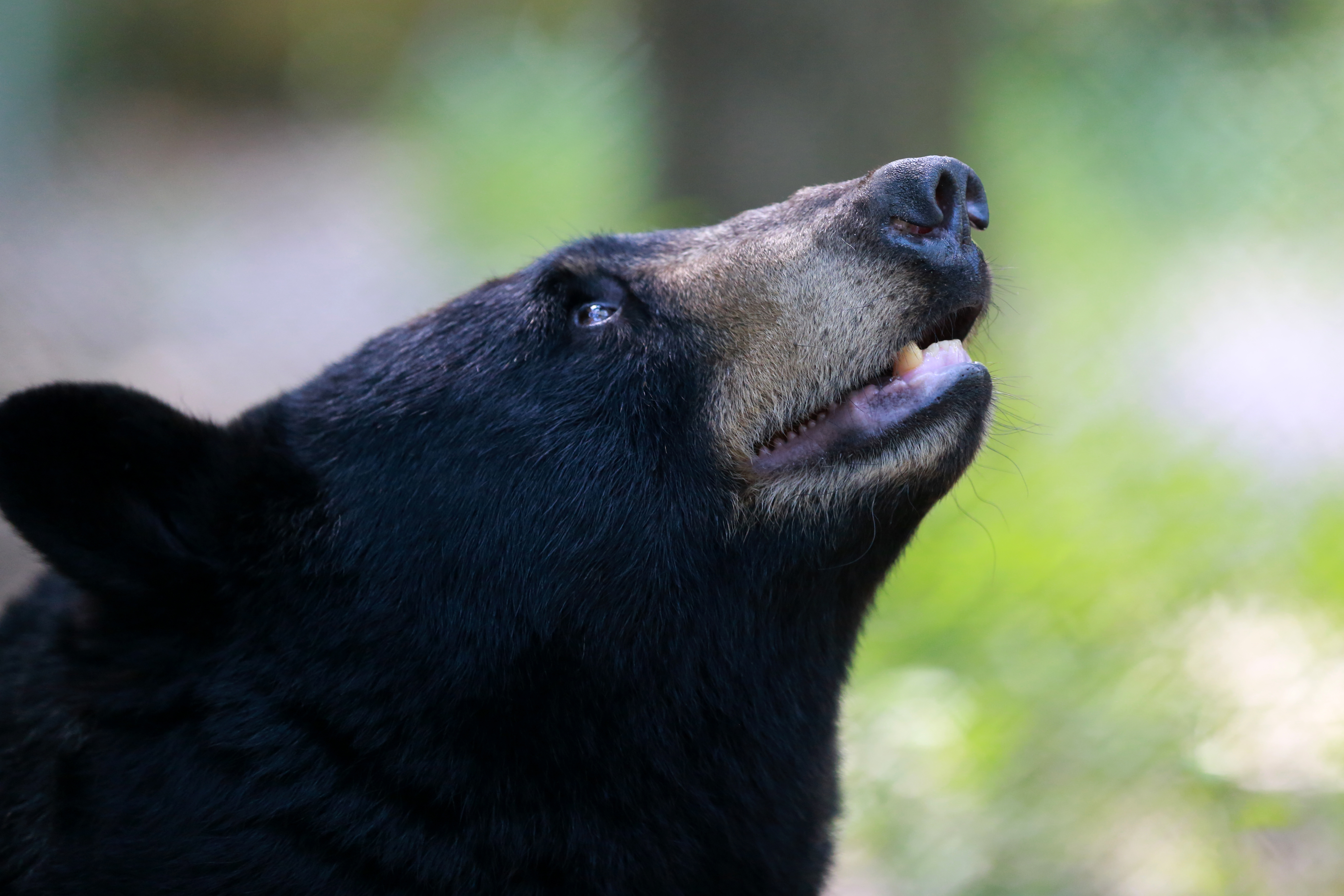 Close-Up Of Black Bear