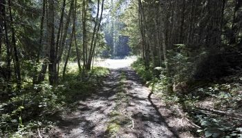 Dirt road leading out of forest